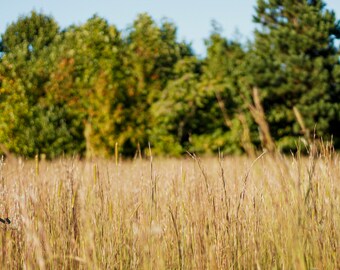 Fall Grass Field Digital Background
