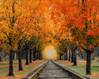 May include: A train track runs through a tunnel of vibrant orange and yellow autumn leaves. The leaves create a canopy over the track, with a bright light shining through at the end of the tunnel.