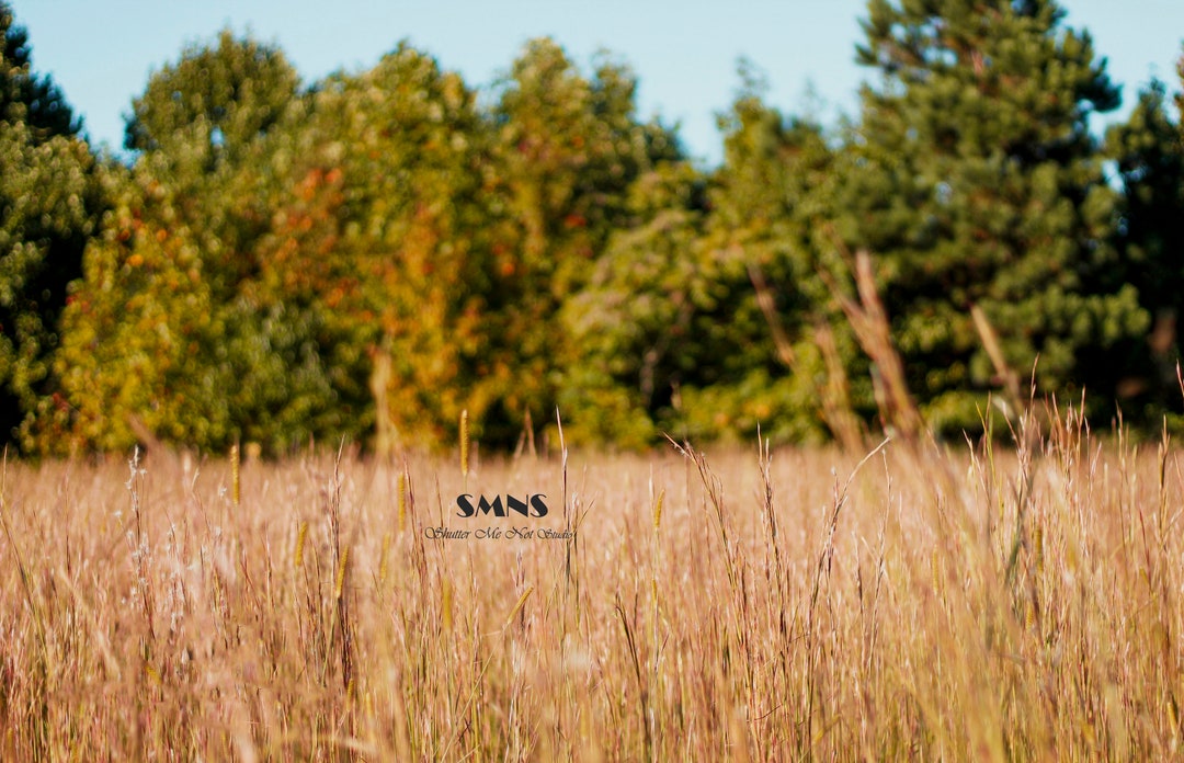 Fall Field Digital Background Tall Grass Field Digital Backdrop Etsy