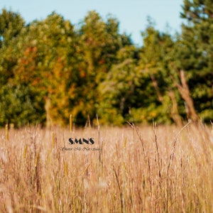 May include: A field of tall, dry grass with a blurred background of trees. The text "SMNS" is visible in the foreground, with the words "Whatever We Are Now" underneath.
