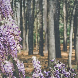 Wisteria Blooms Background Digital Download Digital Background Digital Print Flower Print