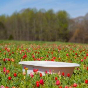 Tulpenfeld mit Badewanne Digitaler Hintergrund Digitaldruck Digitaler Download
