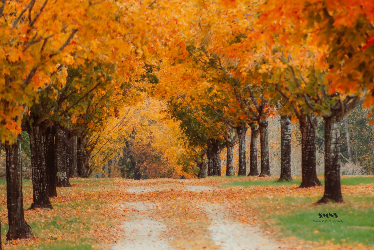 Fall Walk Through the Trees Digital Background Digital Print - Etsy