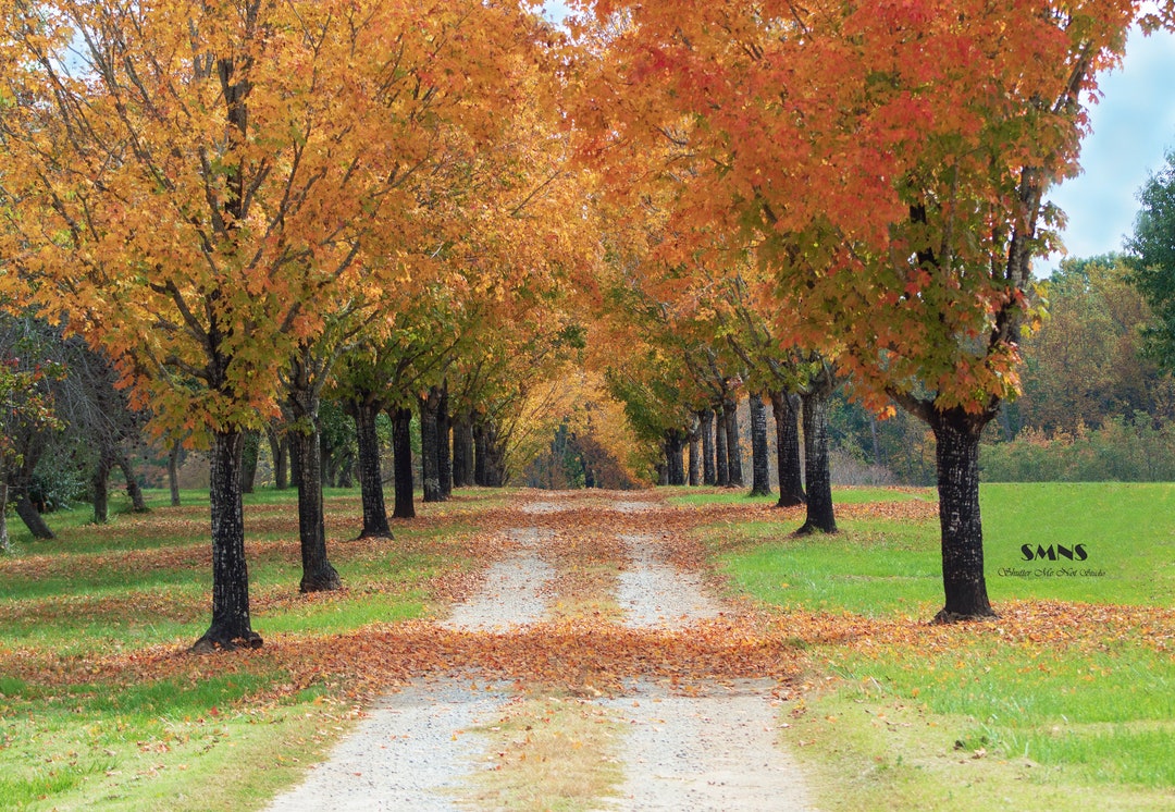 Fall Loop Background Fall Path Digital Background Autumn Trees Digital Backdrop - Etsy