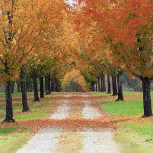 Fall Path Digital Background Autumn Trees Digital Backdrop