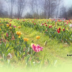 Tulip Field Digital Background: Spring Photography (Digital Download)