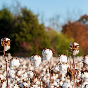 Fall Cotton Field Digital Background (Digital Download)