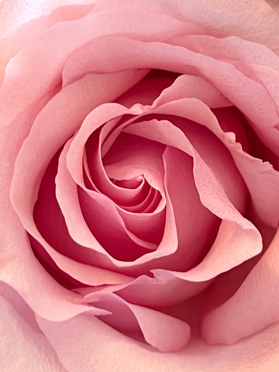 Pink Rose Petals 