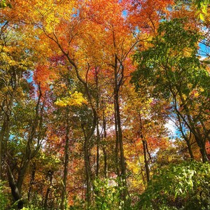 Hunting Woods Fall Color