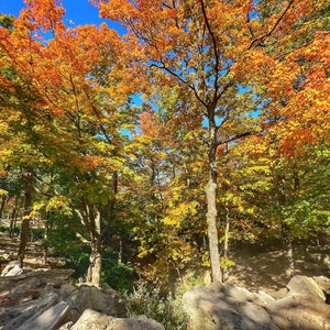Stone Nature Path with Trees