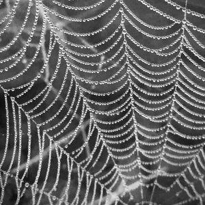 Dew on Spider Web