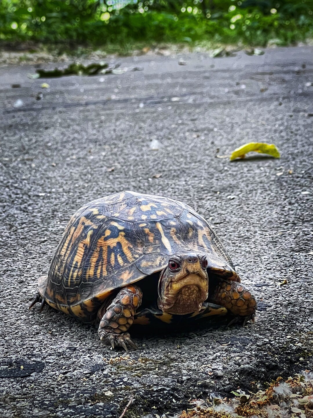 Turtle On Path Turtle on Bike Path - Etsy