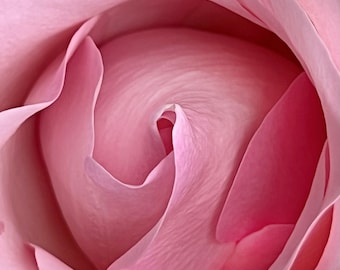 May include: Close-up of a pink rose with delicate petals forming a spiral pattern in the center.