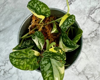 Scindapsus ‘Mayari’ - Medium variegation *Grower’s choice*