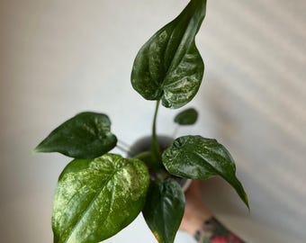 Variegated Alocasia Cucullata Albo