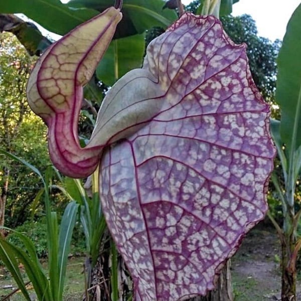 Duck Flower (Flor De Pato)