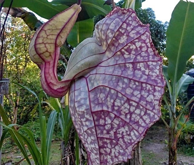 Duck Flower (Flor De Pato)