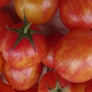 Sunrise Bumblebee Cherry Heirloom Tomato Seeds