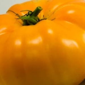 Dr Wyches Heirloom Tomato Seeds