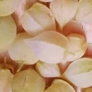 May include: A collection of dried, cream-colored flower petals.