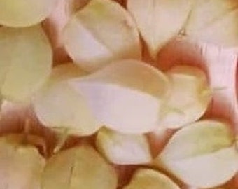 New 2026 stock! Pineapple Ground Cherry Heirloom Seeds *free shipping*