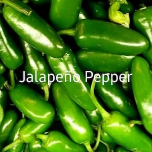 Jalapeño Hot Heirloom Pepper Seeds