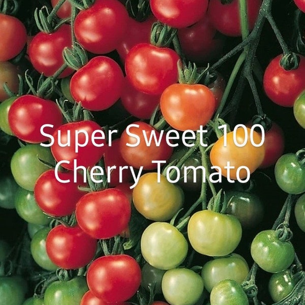 Super Sweet 100 Cherry Tomato Seeds