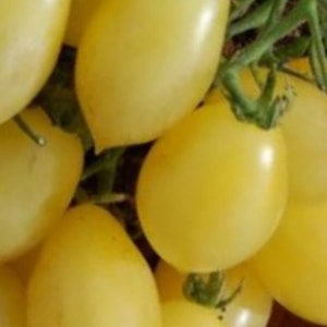 Barry&#39;s Crazy Cherry Heirloom Tomato Seeds