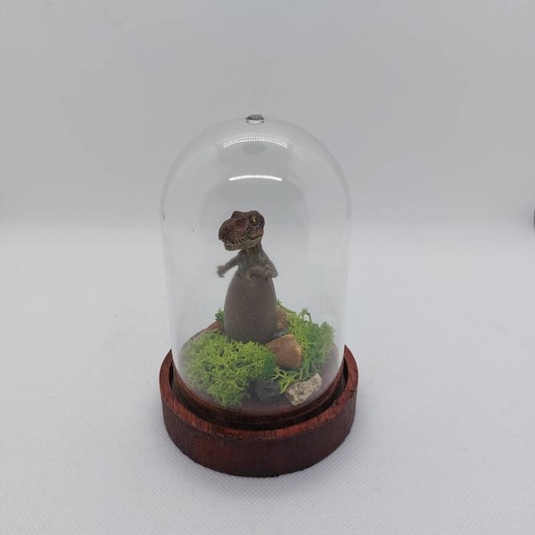 Diorama cloche "Jurassic park" bébé  tyrannosaure