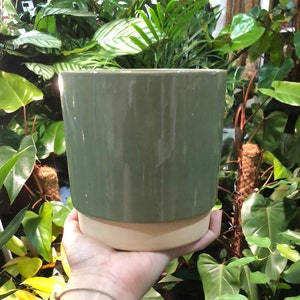 May include: A green ceramic planter with a light brown rim. The planter is being held in a hand.
