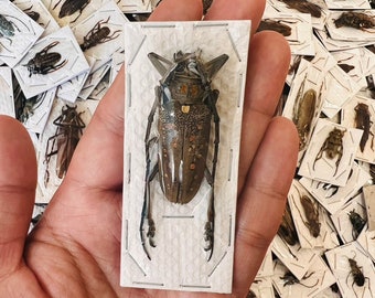 Echtes Insekte aus Thailand, trocken konserviert, Überstock Wholesale KäferKunst (Lot.003)