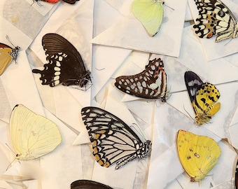 100 echte Schmetterlinge A1 Entomologie Taxidermy Insekt Kunst Lieferungen UNeingefasste Exemplare