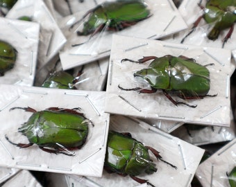 Grüner Skarabäus (Trigonophorus foveiceps) Entomologie Taxidermie Insekt Künstler Zubehör