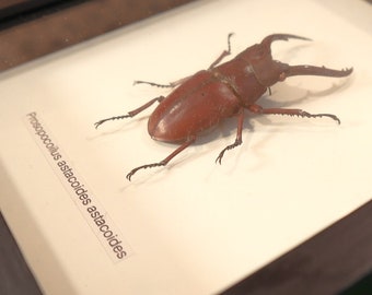 Vintage Gebrauchter Insektenrahmen Käfer Präparatoren Art 'LOT 131'