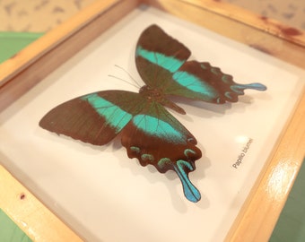 Vintage Benutzter Insekten Rahmen Schmetterlinge Taxidermy Art 'LOT 134'