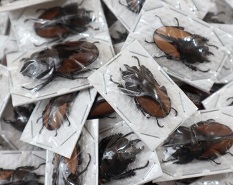 Roter Hirschkäfer A1 (Odontolabis femoralis) Entomologie Taxidermie Insekt Künstler Zubehör