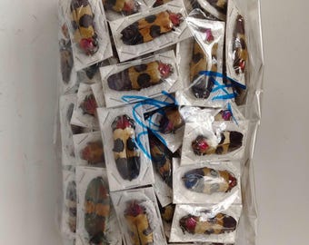 100 Rot gesprenkelter Juwel Käfer (Chrysochroa buqueti) A2 Thailand Thailand Entomologie Taxidermie Insekt Künstler Zubehör