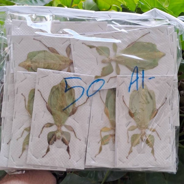 50 X BULK PACK Giant Leaf Insect A- (Phyllium celebicum) WHOLESALE Entomology Taxidermy Insect Art Supplies