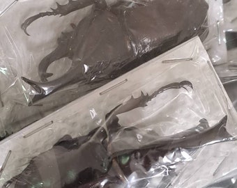 Thai Nashorn Käfer A1 (Xylotrupes gideon) Entomologie Taxidermie Insekt Künstler Zubehör