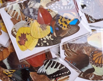 25 SCHMETTERLINGSFLÜGEL GROSSHANDEL Entomologie Taxidermie Insekt Kunst Liefert