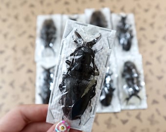 Asiatischer Langhornkäfer (Dorysthenes walkeri) WHOLESALE Entomologie Taxidermy InsektenKunst Zubehör