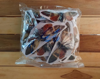 100 KOKOS ZIKADEN A2 (Angamiana floridula) 4,5 "Flügel Ausbreiten A2 Abgerissene Flügel & kleinere Unvollkommenheiten