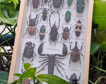 Insektensammlung Präparatoren Rahmen, sehr feiner A1 Zustand Coleoptera Käfer Entomologie erhalten Insekt Kunst Rahmen 350 x 210 x 40 mm