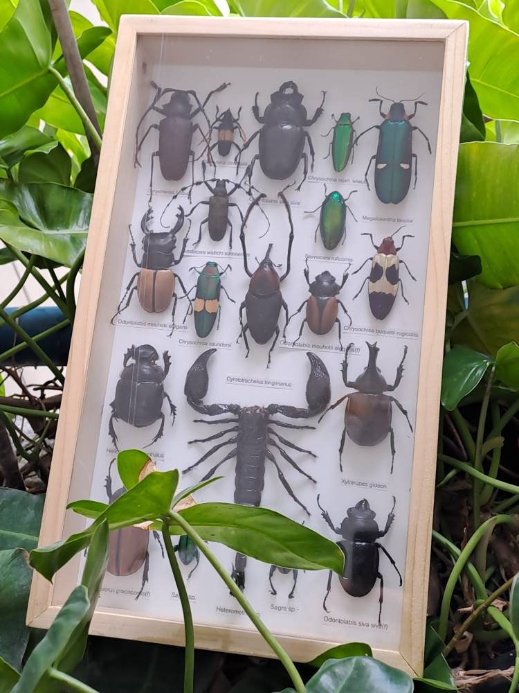 Insectencollectie taxidermielijst, zeer fijn, A1-staat, Schildvleugelige kevers entomologie geconserveerde insecten kunstlijst 350 x 210 x 40 mm