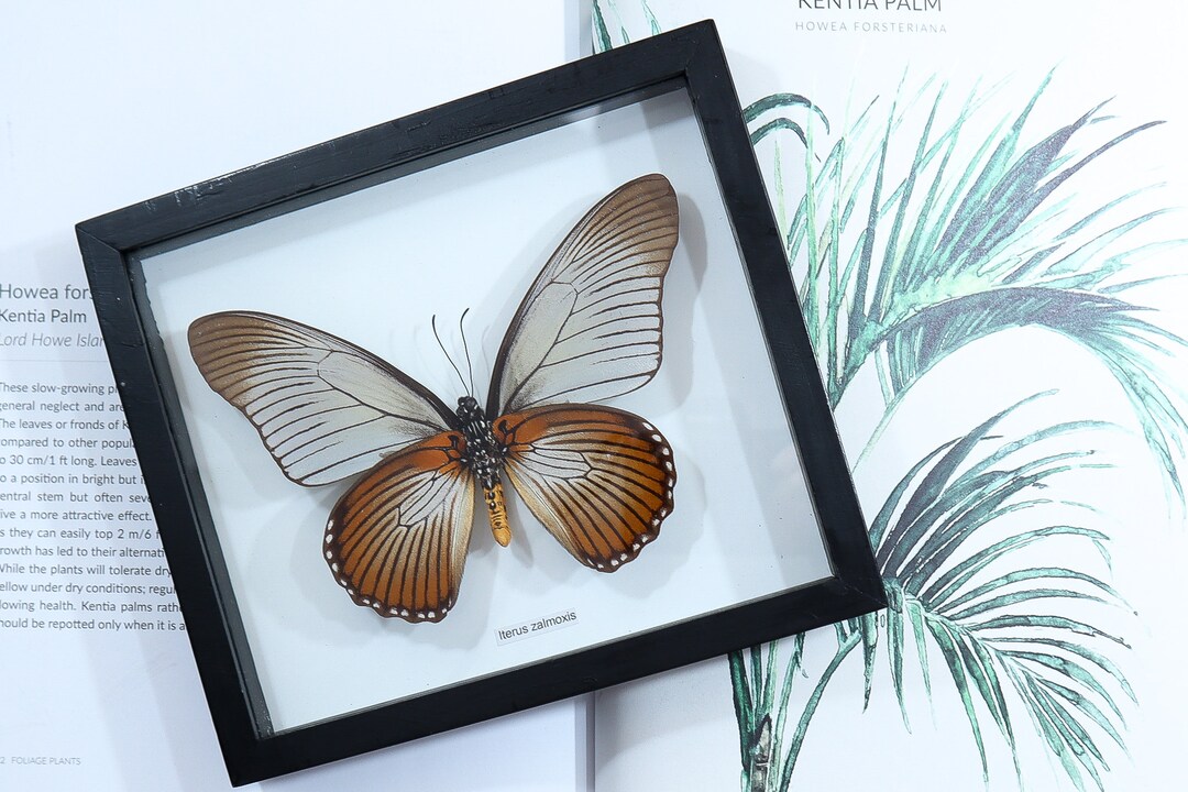 Vintage Used Insect Frame Butterflies Taxidermy Art 'LOT 152' - Etsy
