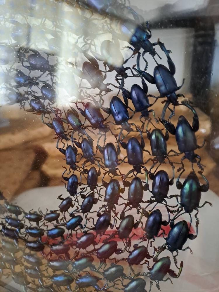 Insects Frame BLUE Insect Collection Taxidermy Frame, Very Fine A1 Condition ...