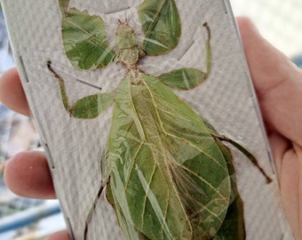 Riesenblatt Insekt (Phyllium celebicum) Entomologie Taxidermie Insekt Kunst Liefert