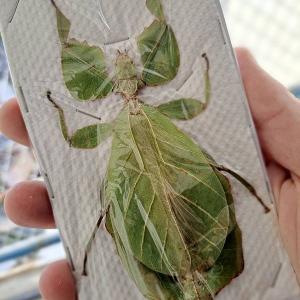 Insecte géant feuille (Phyllium celebicum) VENTE EN GROS Entomologie taxidermie insecte art fournitures