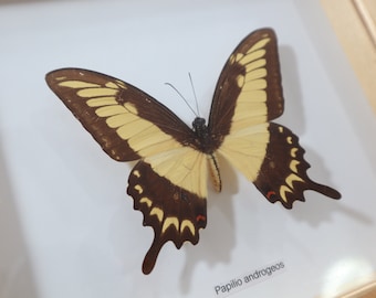 Vintage Gebrauchter Insektenrahmen Schmetterlinge Präparatoren Art 'LOT 136'