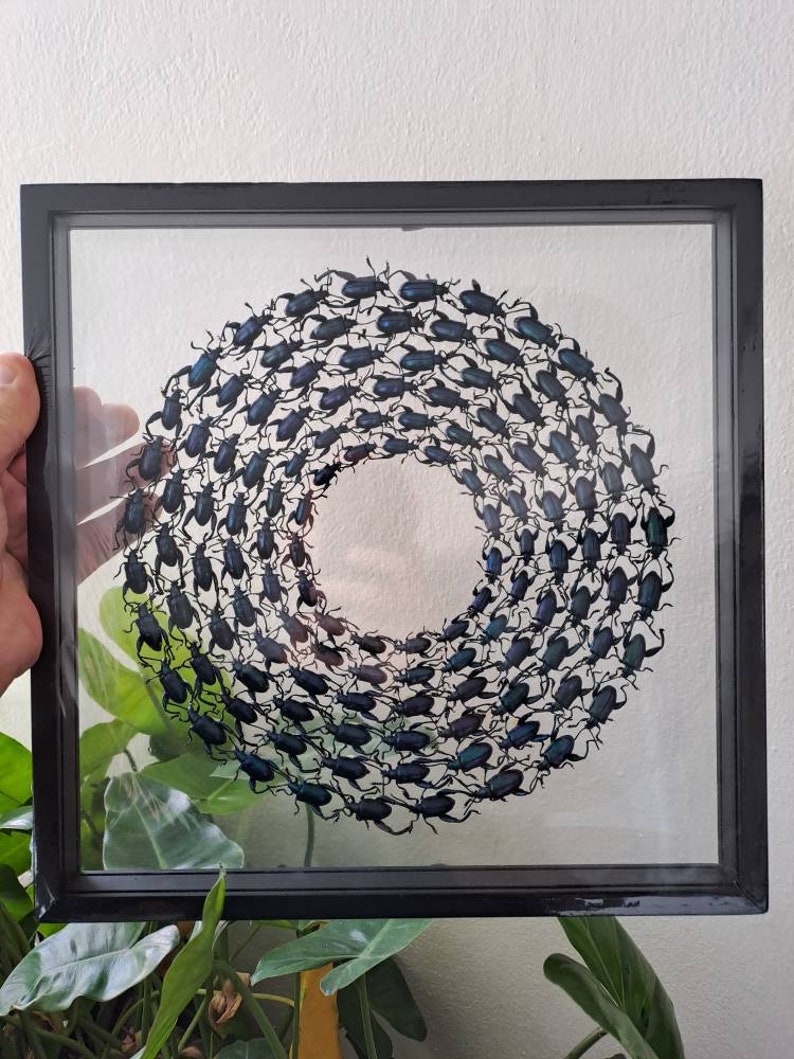 Designing Insect Frame BLUE Insect Collection Taxidermy Frame, Very Fine A1 Condition ...